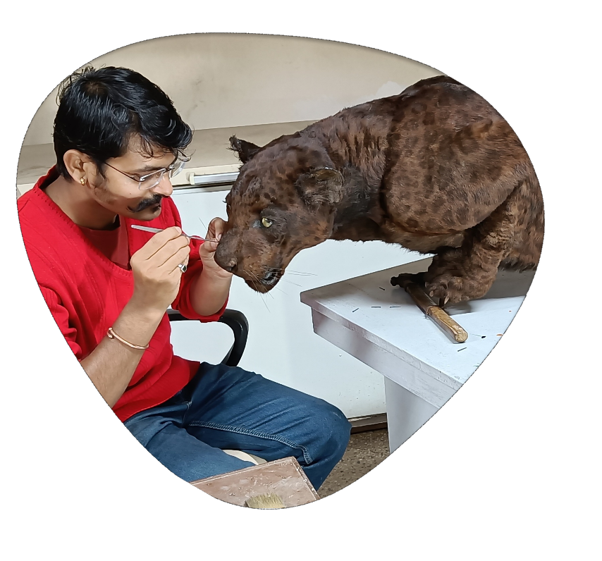 Taxidermist Pune Rohit Khindkar taxidermist in India best conservation experts