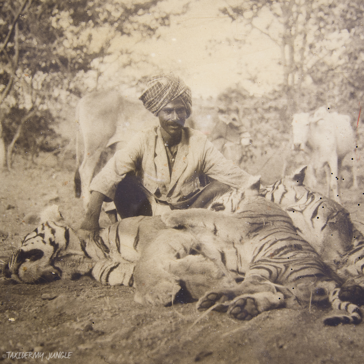 Deccan Virasat Foundation taxidermy history in india