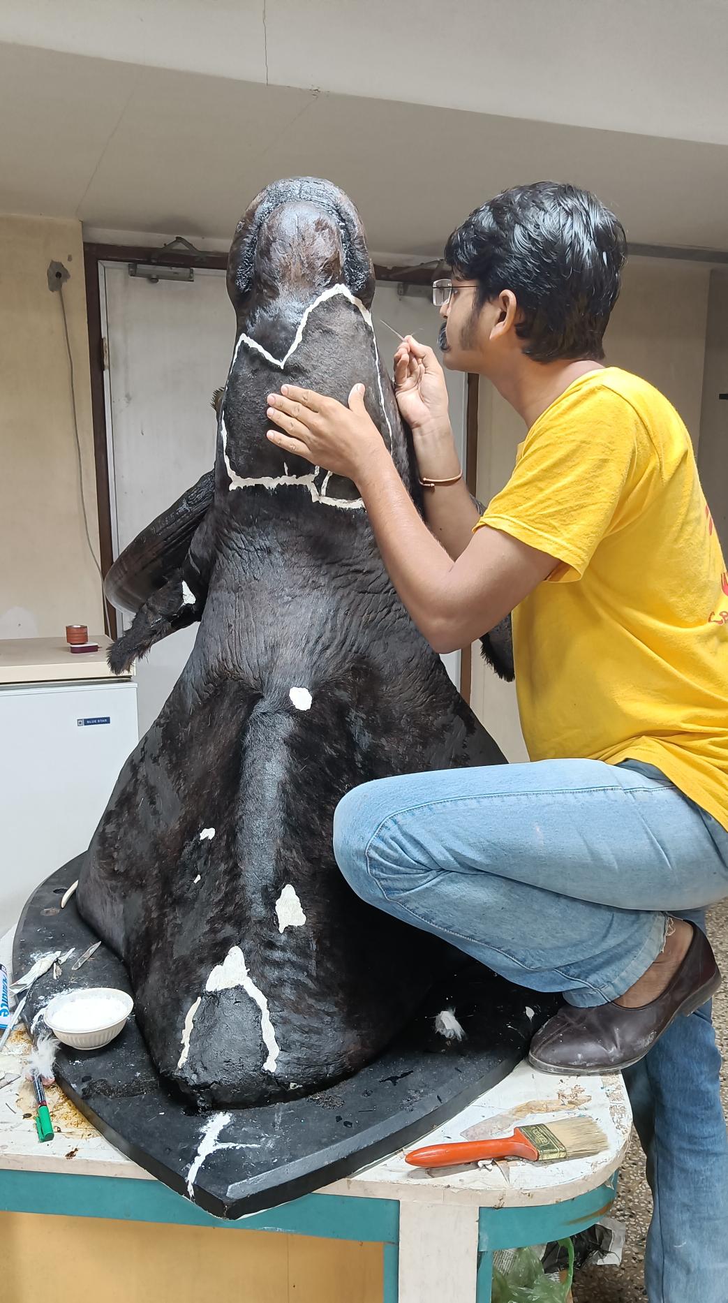 Best Taxidermist In India Rohit Khindkar Taxidermy Restoration Natural history india