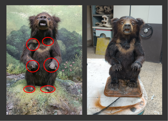 Taxidermy Conservation